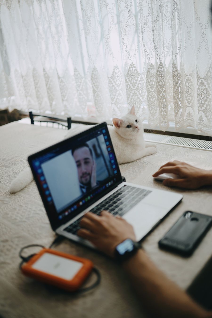 crop man working on laptop at table with domestic cat — Goldene Stunde, voll online — Foto-Backups laden vor dem Dinner hoch.